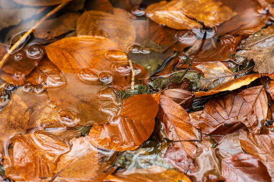 Sol forestier parsemé de feuilles mortes sous une pluie d'hiver
