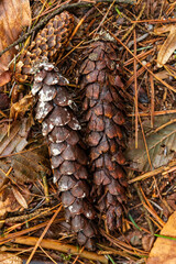 Pommes de pin dépérissant au sol, forêt jurassienne, Massif de la Serre, Bourgogne-Franche-Comté, Jura, France