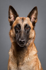 happy malinois belgian shepherd dog close up head portrait in the studio on a gray background