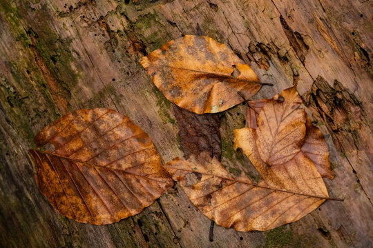 Feuilles en d&eacute;composition tatou&eacute;es sur bois mort : une &oelig;uvre d'art naturelle !