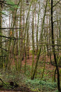 For&ecirc;t jurassienne, Massif de la Serre, Pays de Dole, Jura, France
