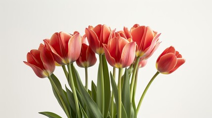 A striking bunch of tulip flowers stands out against a clean white backdrop A stunning red tulip complete with its stem and leaves takes center stage in a captivating close up shot This nat