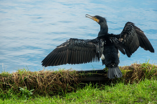 Cormorant (aalscholver) spreading his wings because he caught a fish