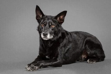 old black australian kelpie dog lying in the studio on a grey background