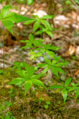 Indian cucumber plant in the forest