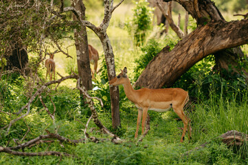 Deer are in their habitat.