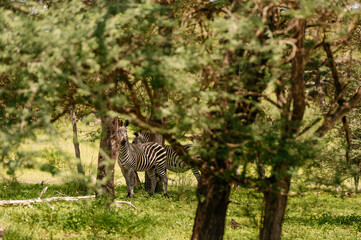 Fototapeta premium A herd of zebras in savanna.
