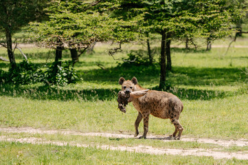 Fototapeta na wymiar Close up picture of a hyena in african savanna.