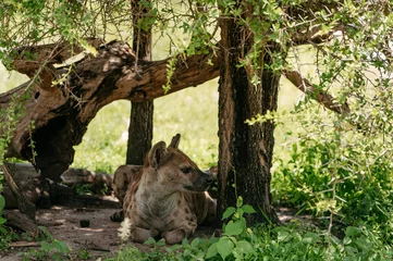 Foto op Plexiglas Close up picture of a hyena in african savanna. © Med Photo Studio