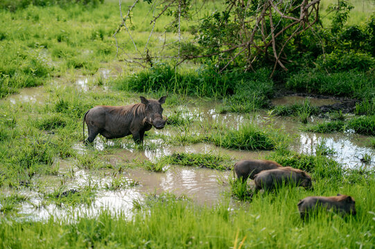 Warthog with its babies in wild habitat.