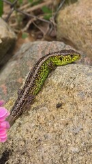 Obraz premium lizard in the garden