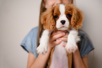 Portrait of purebred Cavalier King Charles Spaniel puppy in hands of girl.Cute pet in hands of its...