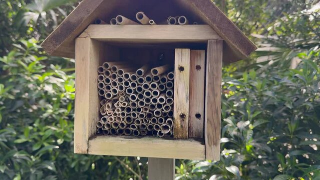 Carpenter bee do it yourself handmade house. Conservation concept
