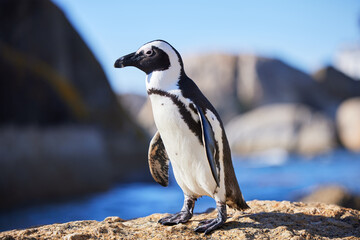 African penguin, beach or nature with environment, summer or landscape with aquatic flightless birds. Seaside, ocean or animal with ecology, habitat or conservation for endangered species or wildlife