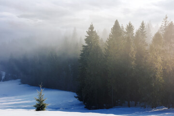 winter scenery with forest in hoarfrost on a foggy morning. landscape with trees on snow covered hills