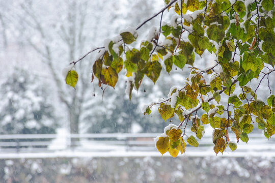 colorful foliage on the branch in show. winter scenery background. beautiful nature closeup