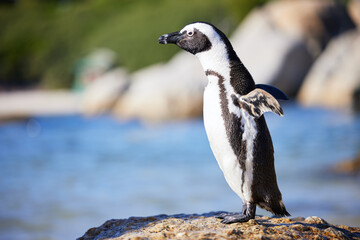 African, penguins and rock at beach at reserve as bird with short feathers for health or balance of ecosystem. Marine, animal and ocean with tuxedo for safety or protection from prey in Namibia