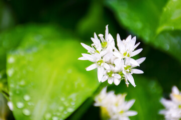 wild bear garlic blooming. healthy super food. closeup of herb with green leaves in morning dew