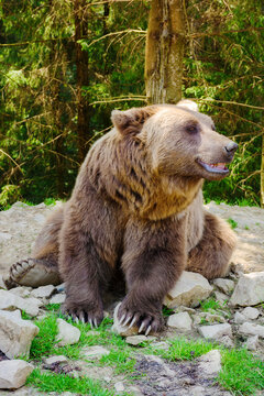 cute brown bear of carpathian forest. funny wild animal sitting on the ground