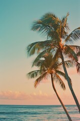 Fototapeta na wymiar A palm tree is standing in front of the ocean