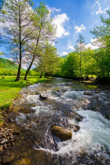 shallow water stream flowing through the valley in carpathian mountain. trees on the riverbank with green foliage beneath a blue morning sky with fluffy clouds in spring