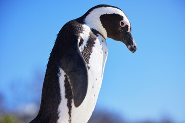 Penguin, zoo and animal in nature for environment, ecology or marine wildlife at beach. Biology,...