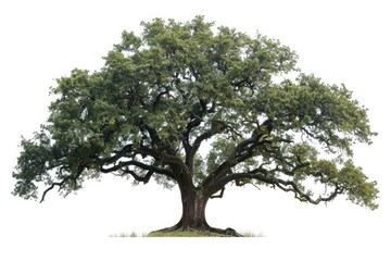 Majesty of a towering oak tree, its ancient branches reaching towards the heavens, isolated on pure white background. - obrazy, fototapety, plakaty