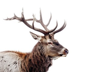 Magnificence of a noble stag, his antlers reaching towards the heavens as he stands proud and strong, isolated on pure white background.