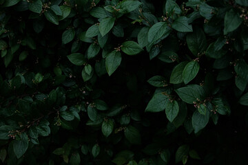 Green leaves of evergreen bush close up as dark floral botanical natural background black pattern...