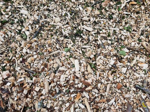 Amas de Bois Ram&eacute;al Fragment&eacute;