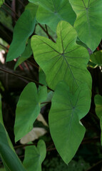 Swamp plants. Closeup view of Colocasia esculenta green leaves, growing in the pond.	
