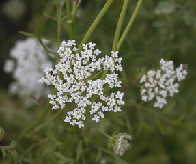 Floral. Top view of Daucus carota, also known as wild carrot, white flowers blooming in the garden.                     