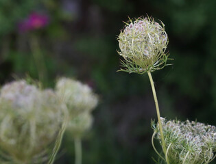 Spring in the garden. Closeup view of Daucus carota, also known as wild carrot, passed flowers with seeds.