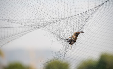 Small bird trapped in a net. A bird flies into the net and falls to a fold at the bottom of the net where it usually gets entangled.