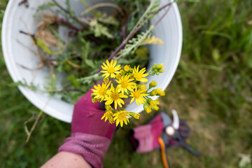 Jakobskreuzkraut (Senecio jacobaea) mit Gartenschere und Handschuhen von Weide entfernen / Konzept:...