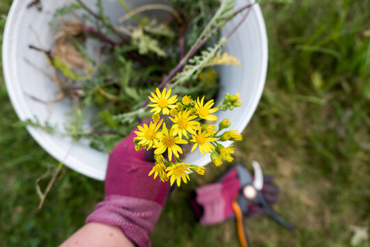 Jakobskreuzkraut (Senecio jacobaea) mit Gartenschere und Handschuhen von Weide entfernen / Konzept: Verwechslung mit Johanniskraut