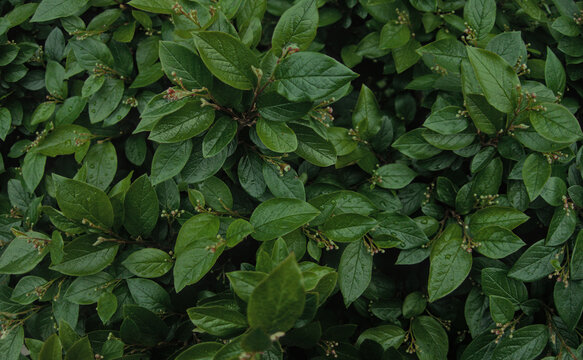 Green leaves of evergreen bush close up as dark floral botanical natural background pattern wallpaper backdrop, Cotoneaster lucidus, the shiny cotoneaster, or hedge cotoneaster 