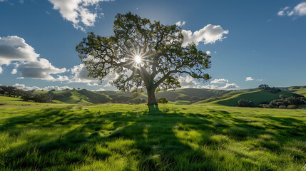 Fototapeta premium Radiant sunrays pierce through the silhouette of a solitary tree, casting long shadows over a vibrant, green meadow