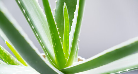 Aloe Vera close-up. The concept of using beneficial plants in alternative medicine and beauty...