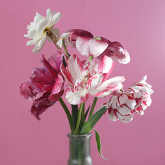 Bouquet of red and white tulips isolated on apink background.