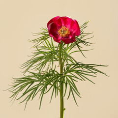 Beautiful red peony with yellow center isolated on beige background.