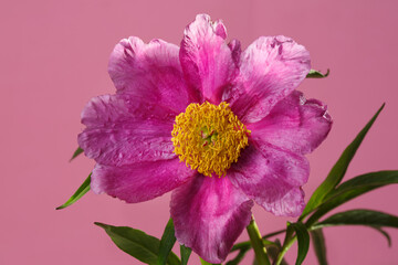 Pink peony flower with yellow center isolated on pink background.