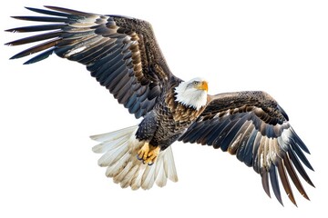 Naklejka premium Grace of a soaring eagle, its wings outstretched against the clear blue sky, exuding freedom and power, isolated on pure white background.