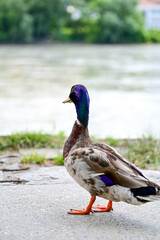 male duck, drake mallard (Anas platyrhynchos) runs on a promenade to the Danube river, Passau, Germany