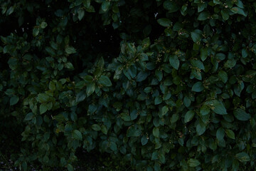 Green leaves of evergreen bush close up as dark floral botanical natural background pattern...