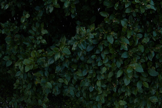 Green leaves of evergreen bush close up as dark floral botanical natural background pattern wallpaper backdrop, Cotoneaster lucidus, the shiny cotoneaster, or hedge cotoneaster 