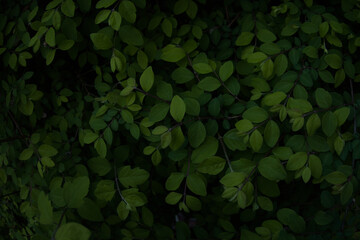 Green leaves of evergreen bush close up as dark floral botanical natural background pattern wallpaper backdrop