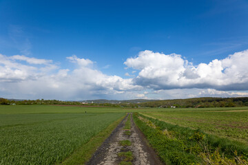 A road runs through a field with a clear blue sky above