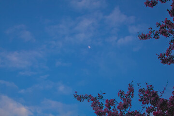 Pink flowers close up on branches of blooming sakura tree during spring cloudy weather and sunset with blue sky and moon with clouds behind