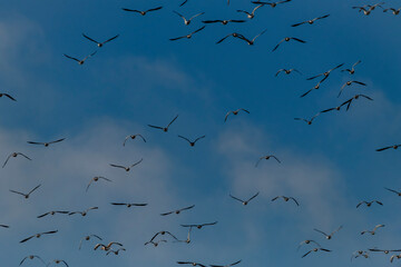 Flying color duck with blue sky in spring sunny fresh day